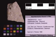 Foto (Objekt + Etiketten) von Galatheoidea indet. (NHMW-GEO-1990-0041-0123)